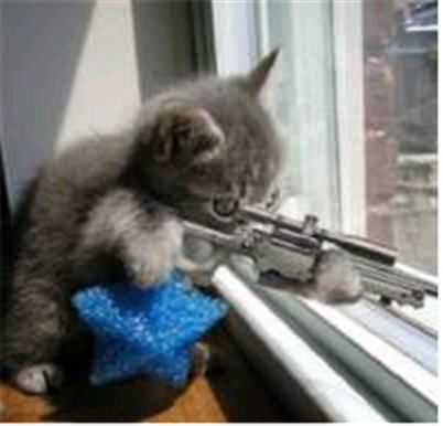 crazy-kitten-with-gun1.jpg crazy-kitten-with-gun1.jpg